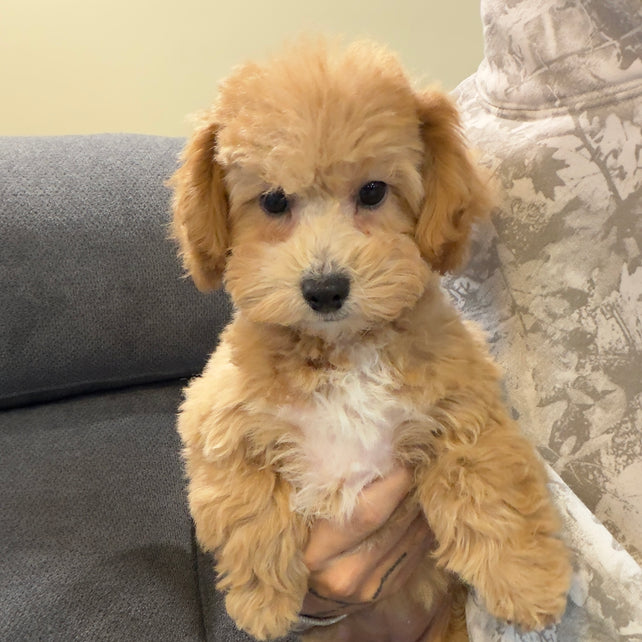 MILLY (Bichon-Poodle)