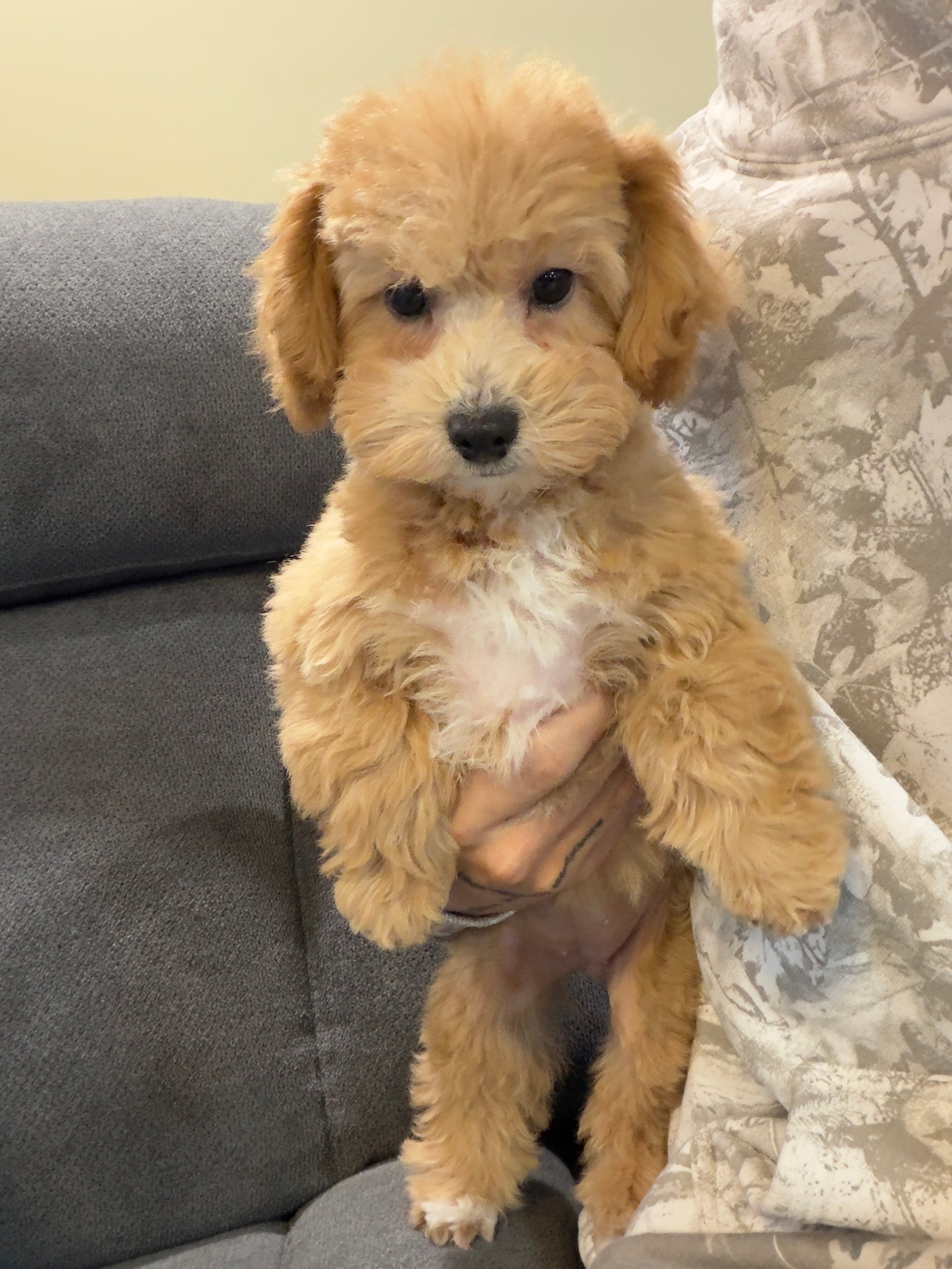 MILLY (Bichon-Poodle)