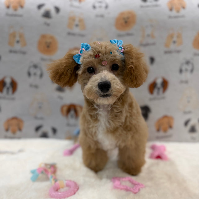 MILLY (Bichon-Poodle)