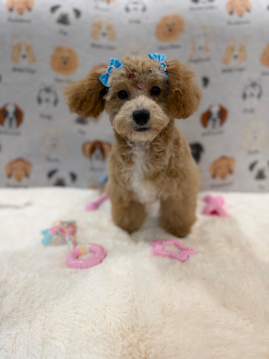MILLY (Bichon-Poodle)