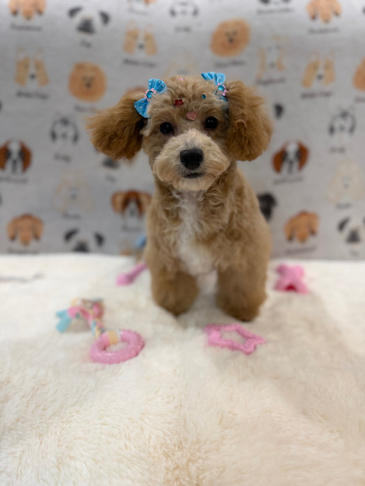 MILLY (Bichon-Poodle)