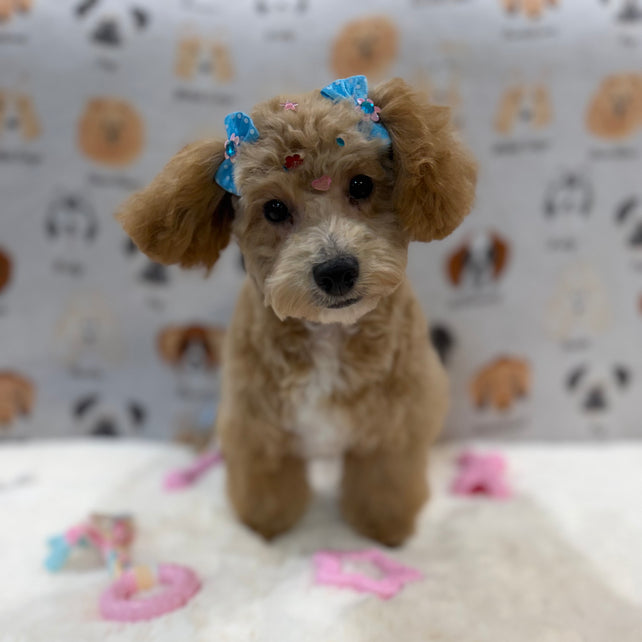 MILLY (Bichon-Poodle)