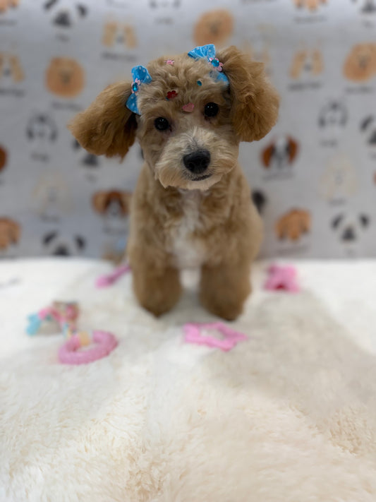 MILLY (Bichon-Poodle)