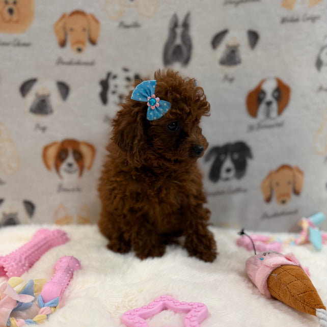 JESSY (Red AKC Toy Poodle)