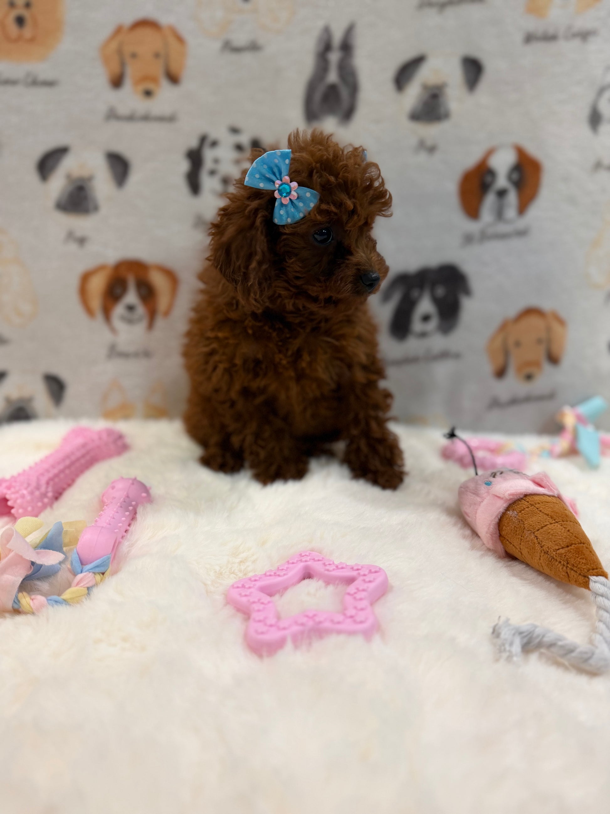 JESSY (Red AKC Toy Poodle)