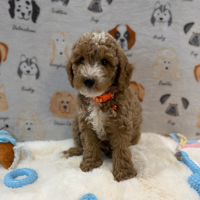 ARON (Mini Poodle)