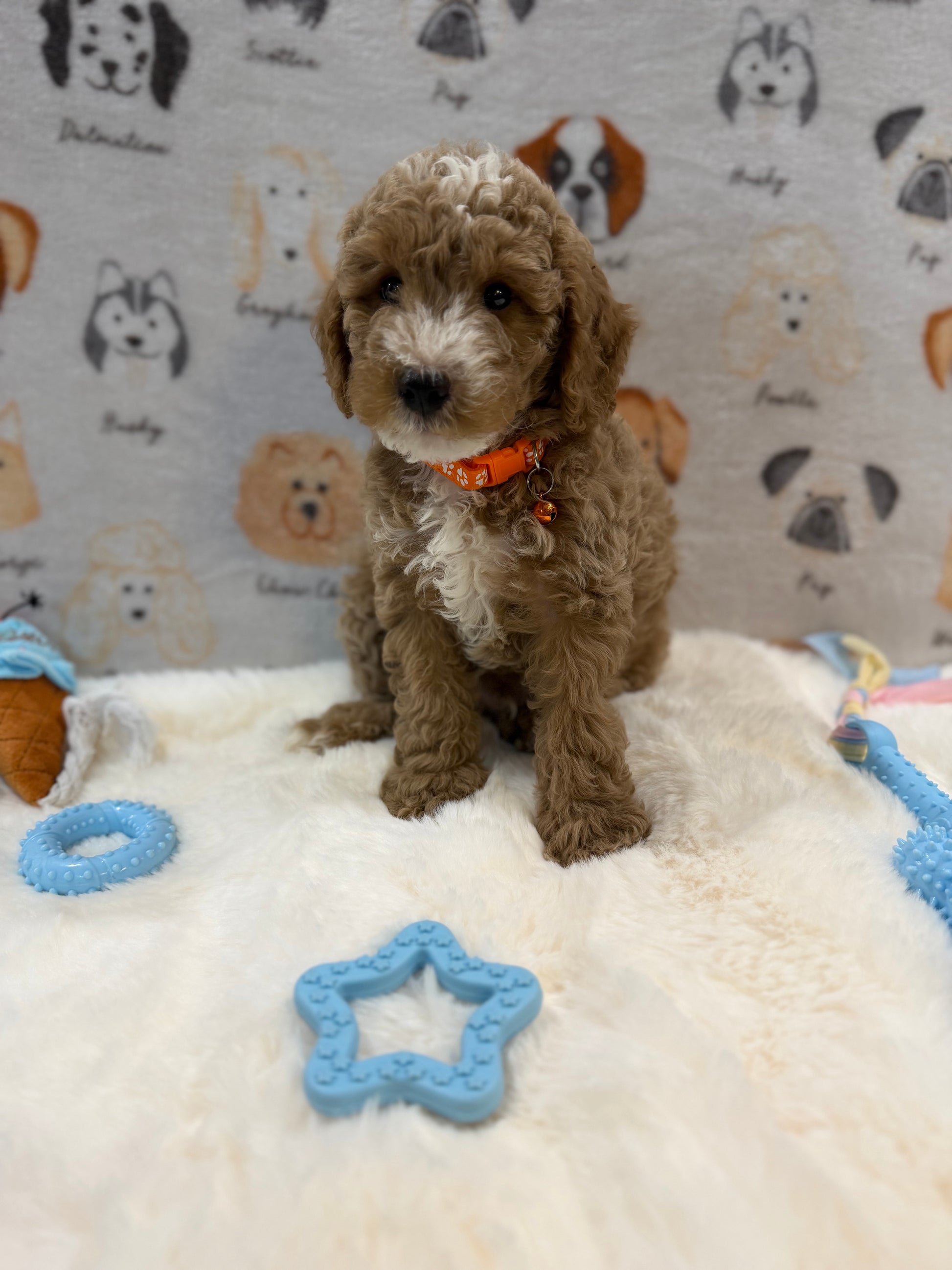 ARON (Mini Poodle)