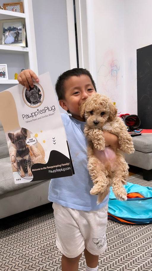 Pix (Toy Bichon Poodle)