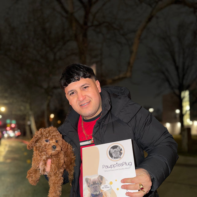 BAILEY (Red AKC Toy Poodle)