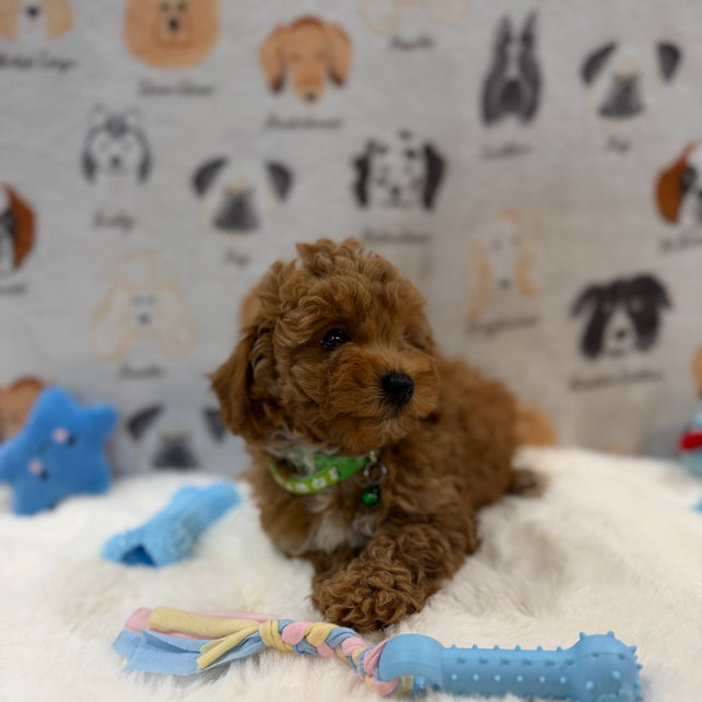 BRUNO (AKC Mini Poodle)