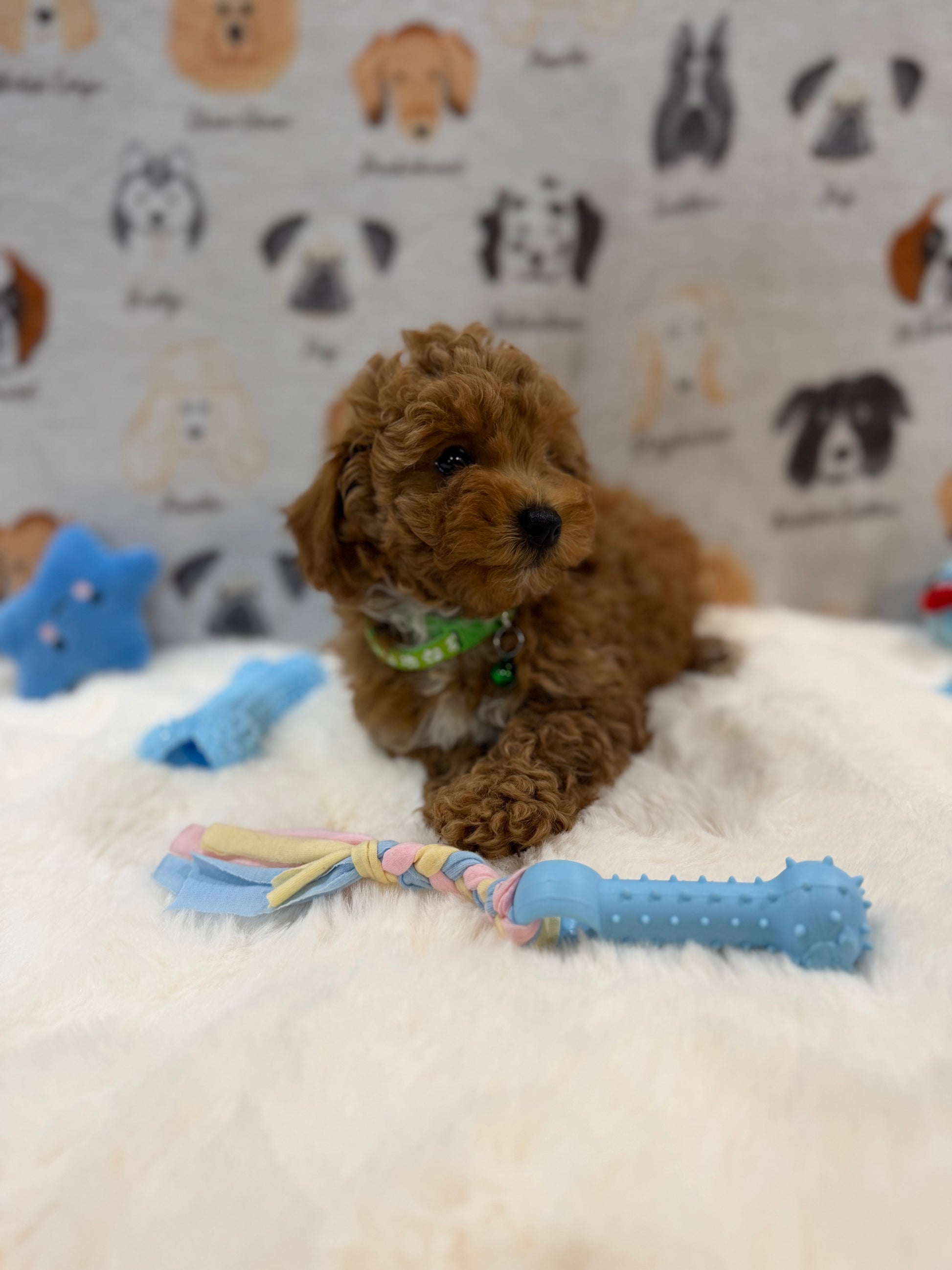 BRUNO (AKC Mini Poodle)