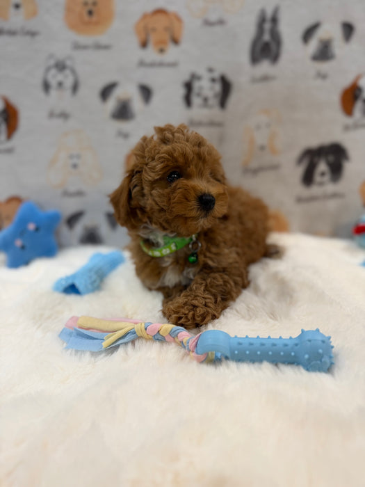 BRUNO (AKC Mini Poodle)