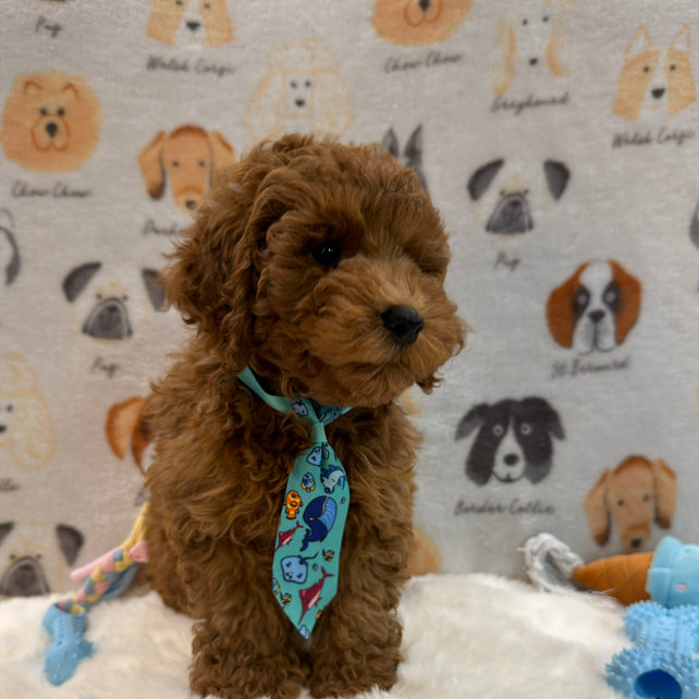 TOBY (AKC Mini Poodle)