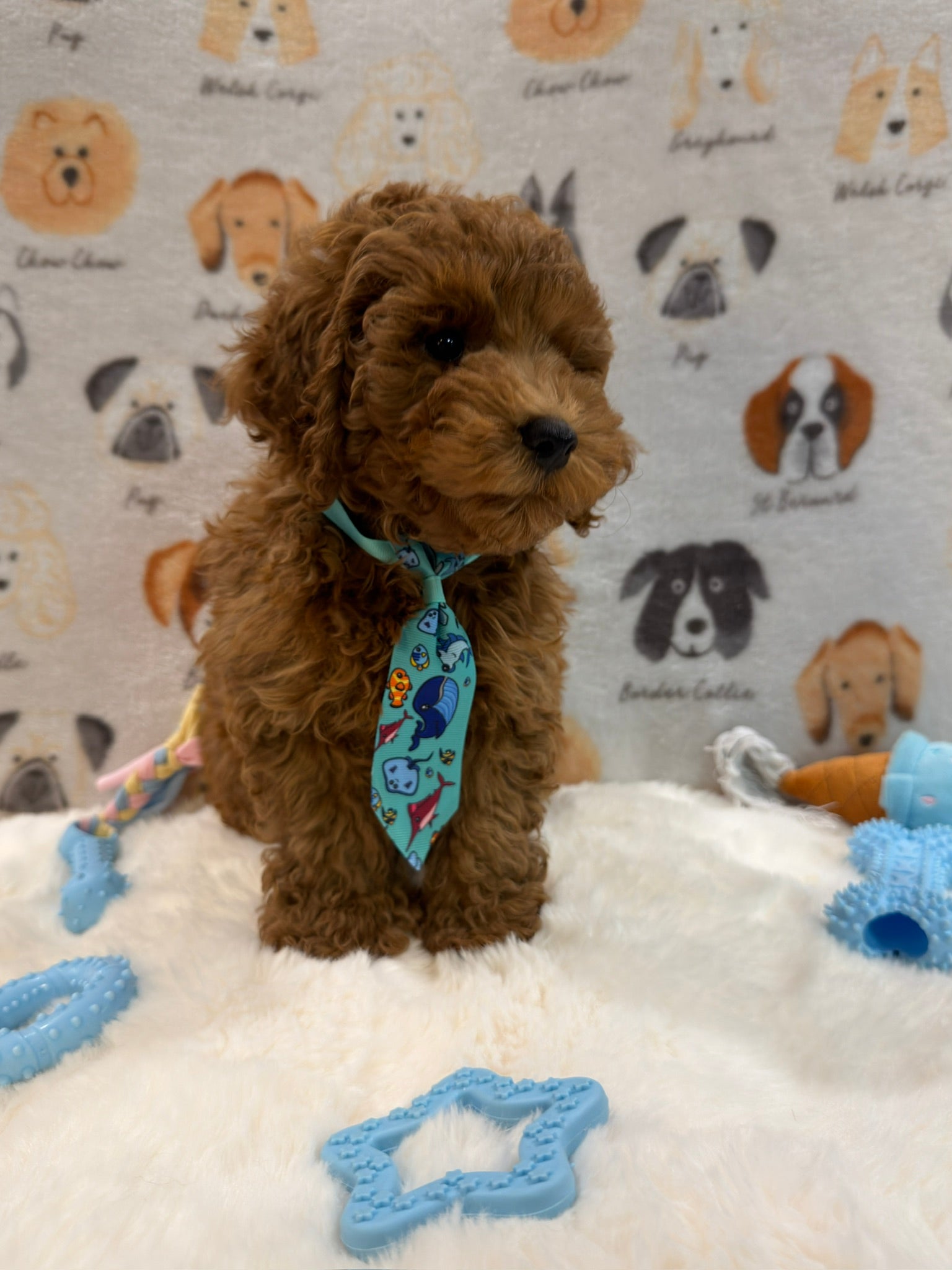 TOBY (AKC Mini Poodle)