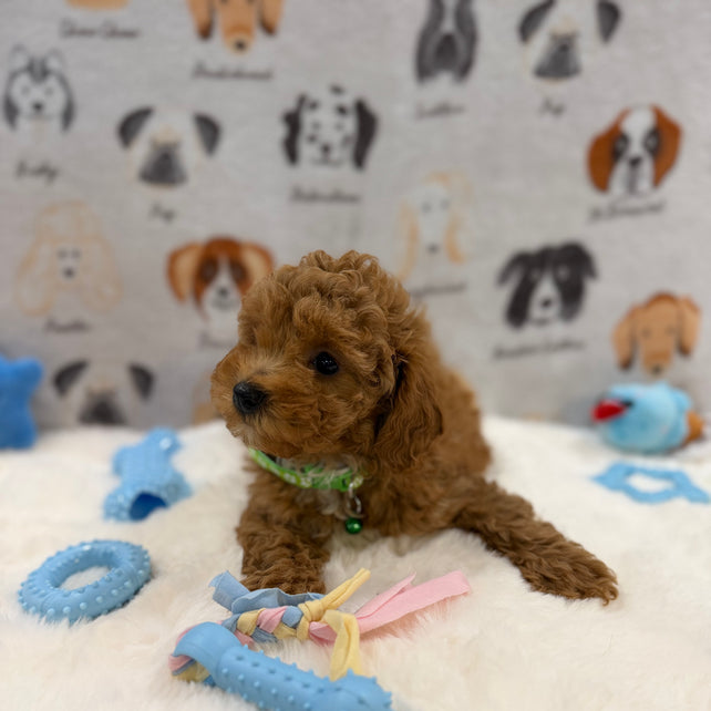 BRUNO (AKC Mini Poodle)