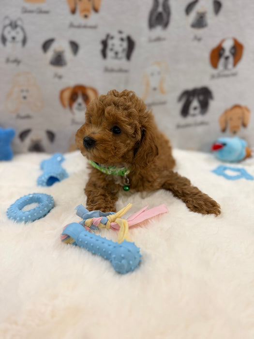 BRUNO (AKC Mini Poodle)
