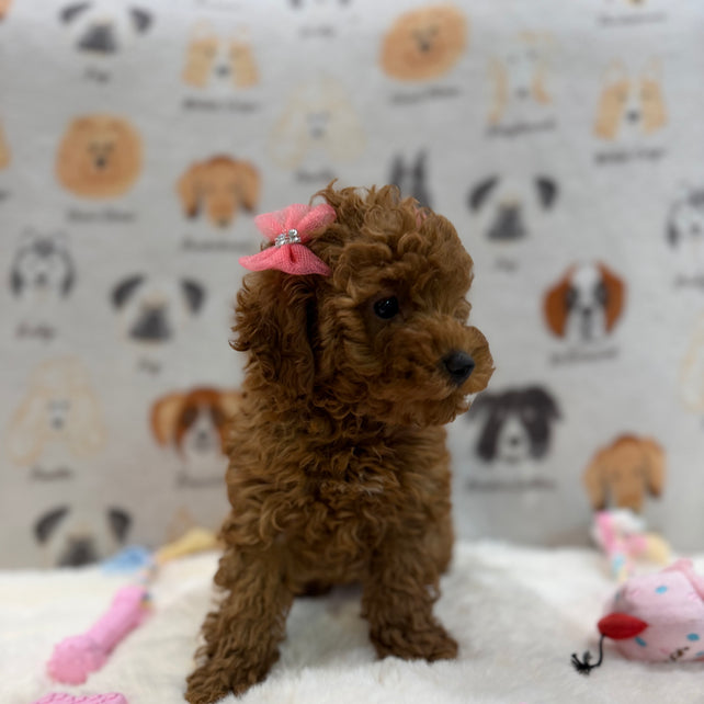 TINA (Red AKC Toy Poodle)