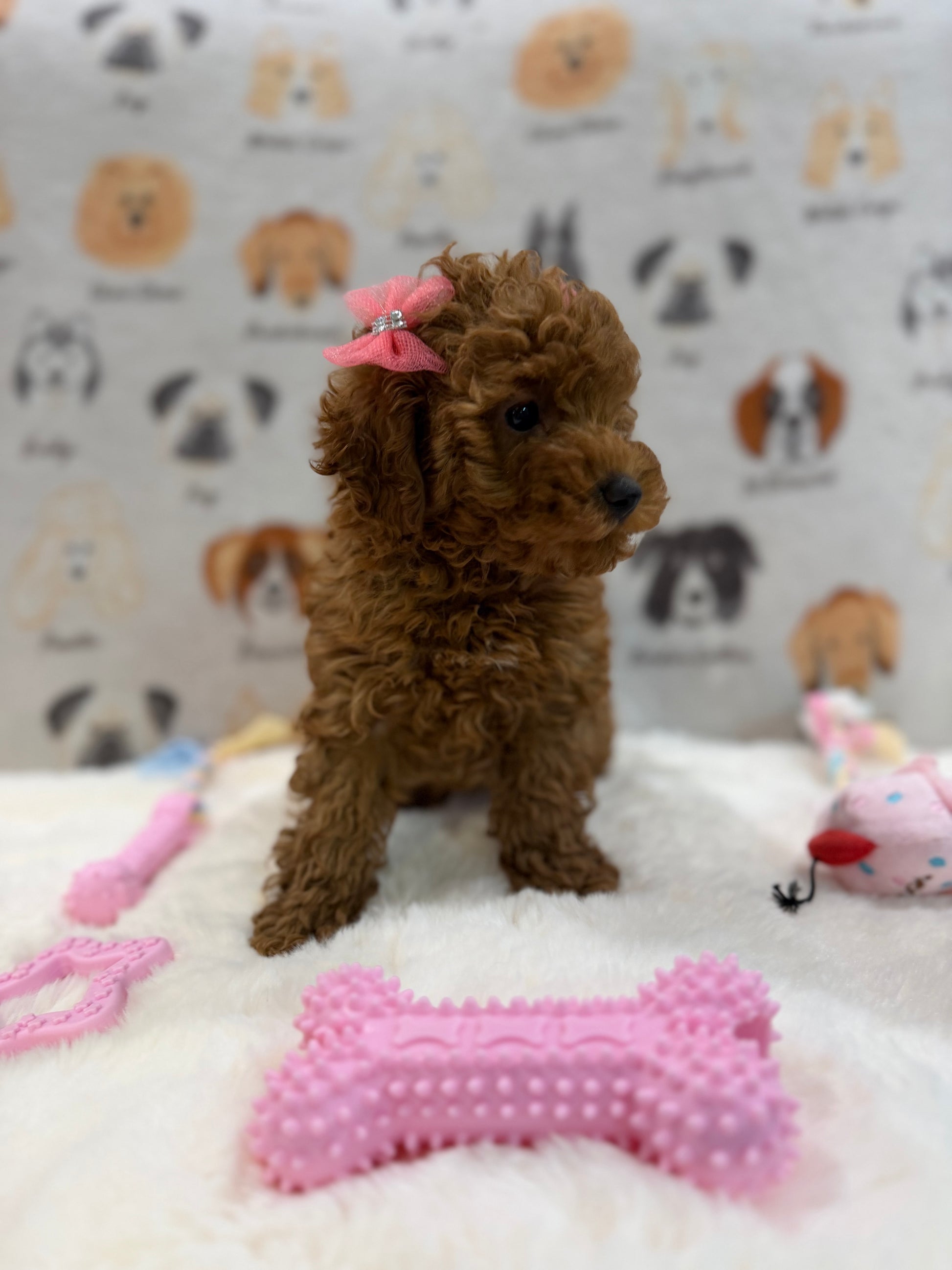 TINA (Red AKC Toy Poodle)