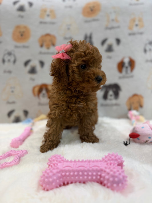 TINA (Red AKC Toy Poodle)