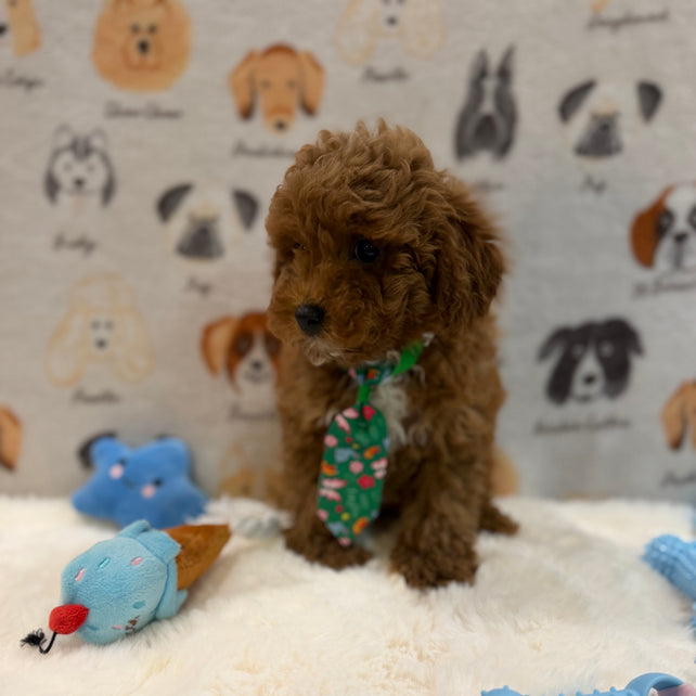 BEAR (AKC Mini Poodle)