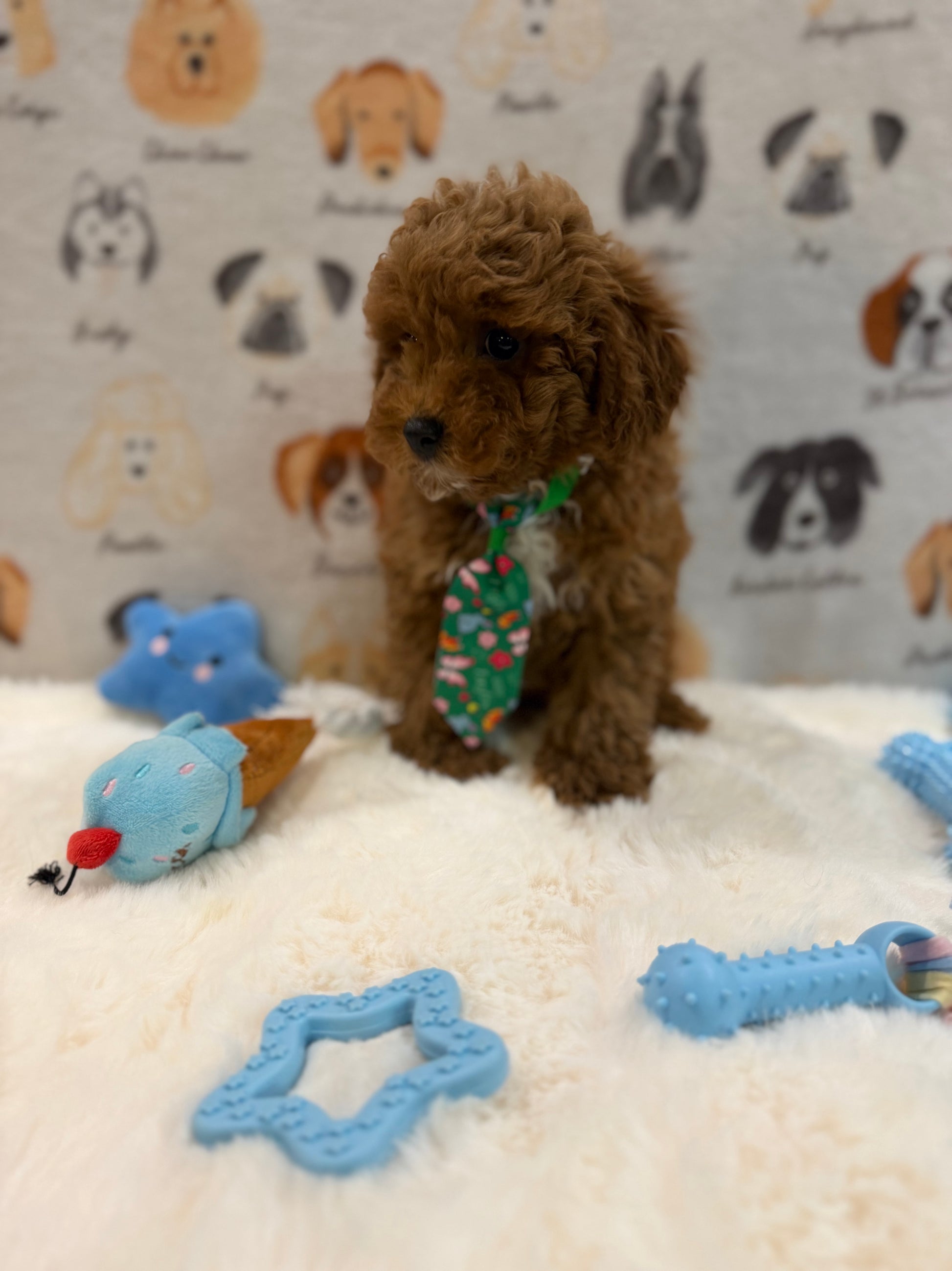 BEAR (AKC Mini Poodle)