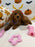REYNA (ACA Mini Poodle)