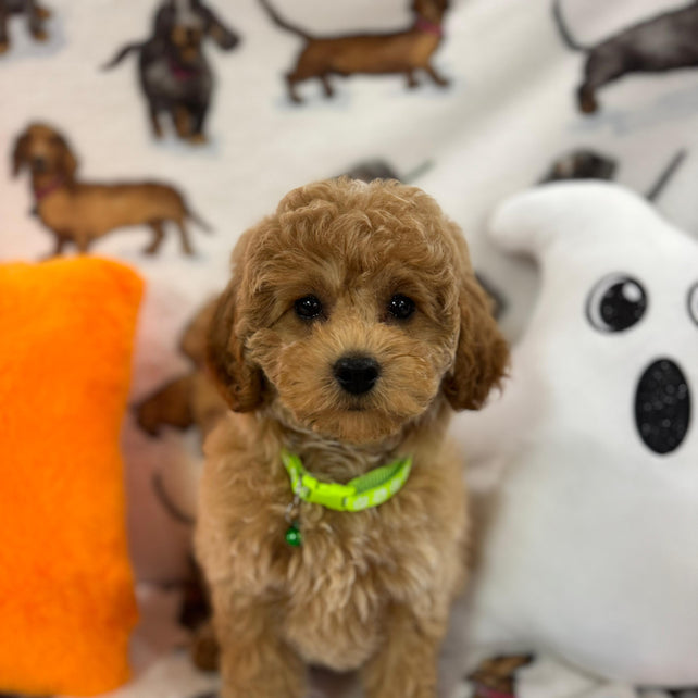 BERNIE (Miniature Poodle)