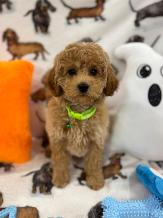 BERNIE (Miniature Poodle)
