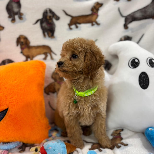 BERNIE (Miniature Poodle)
