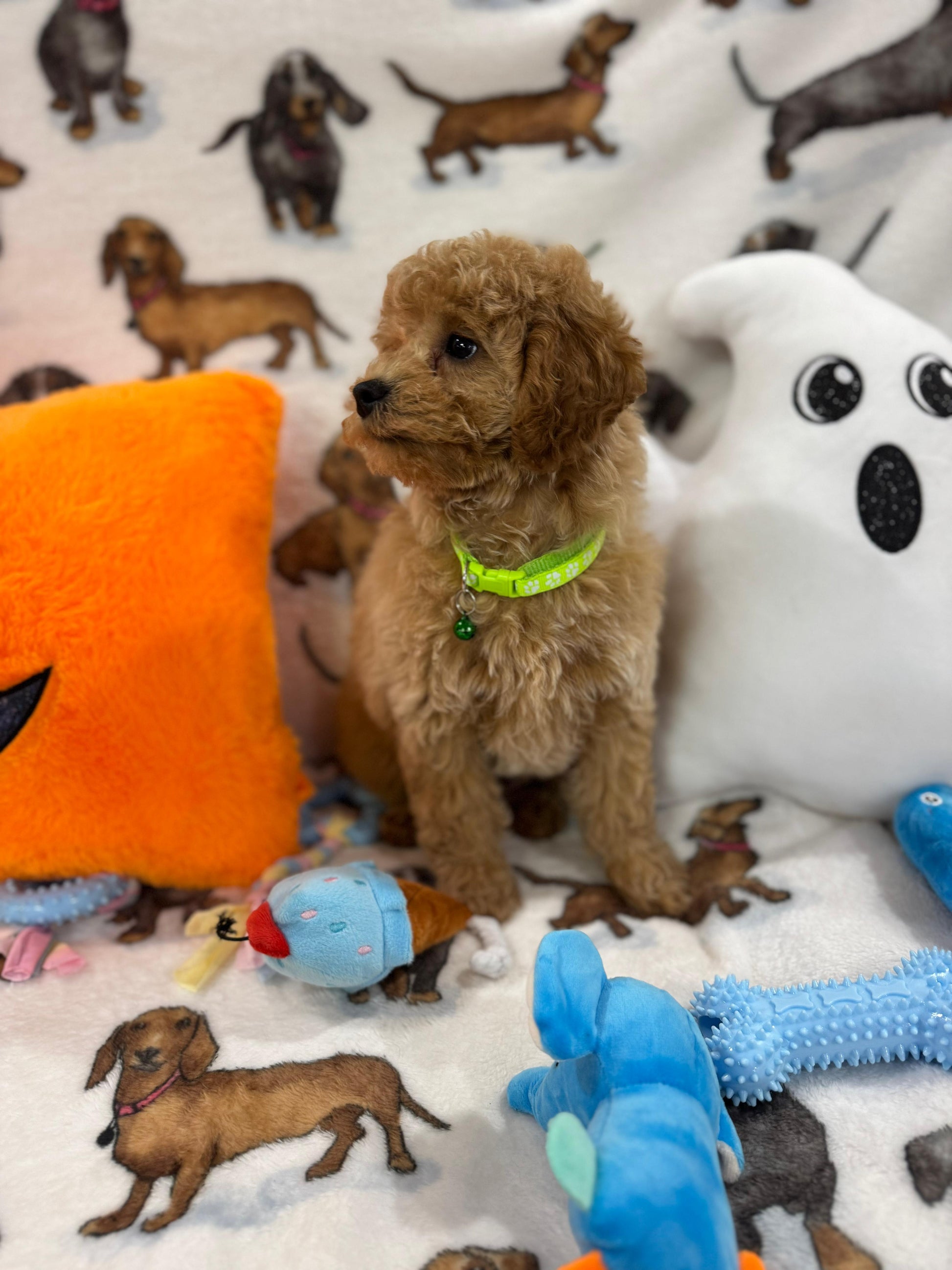 BERNIE (Miniature Poodle)