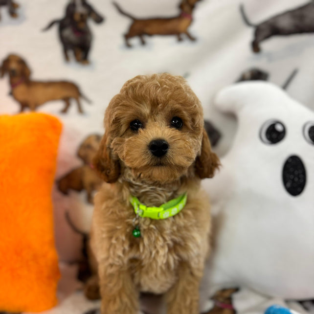 BERNIE (Miniature Poodle)