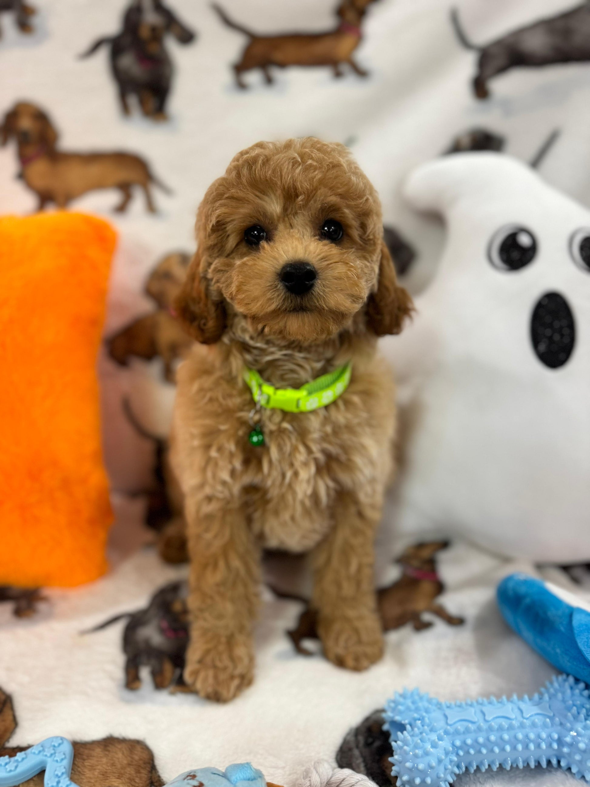 BERNIE (Miniature Poodle)