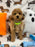 BERNIE (Miniature Poodle)