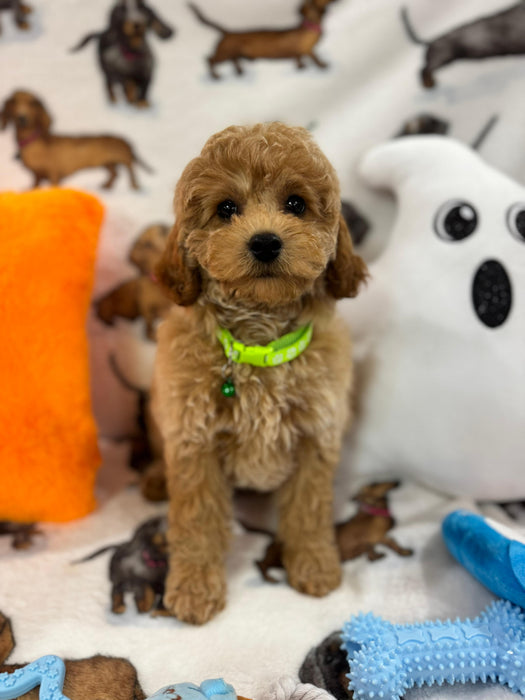 BERNIE (Miniature Poodle)