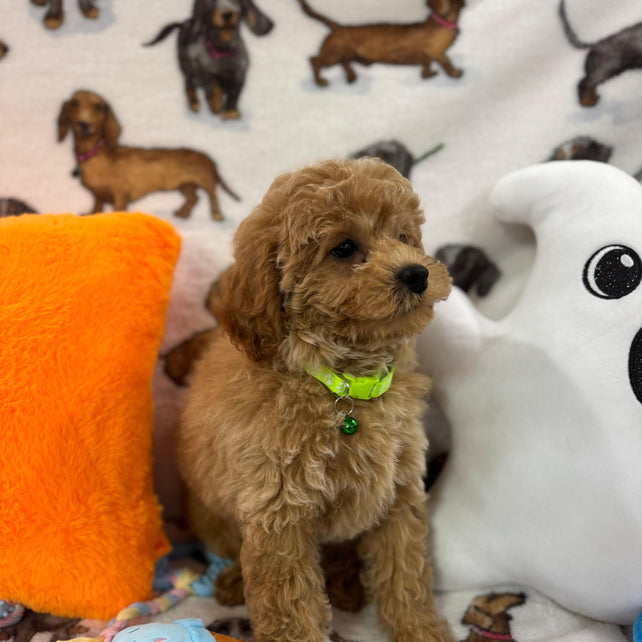 BERNIE (Miniature Poodle)