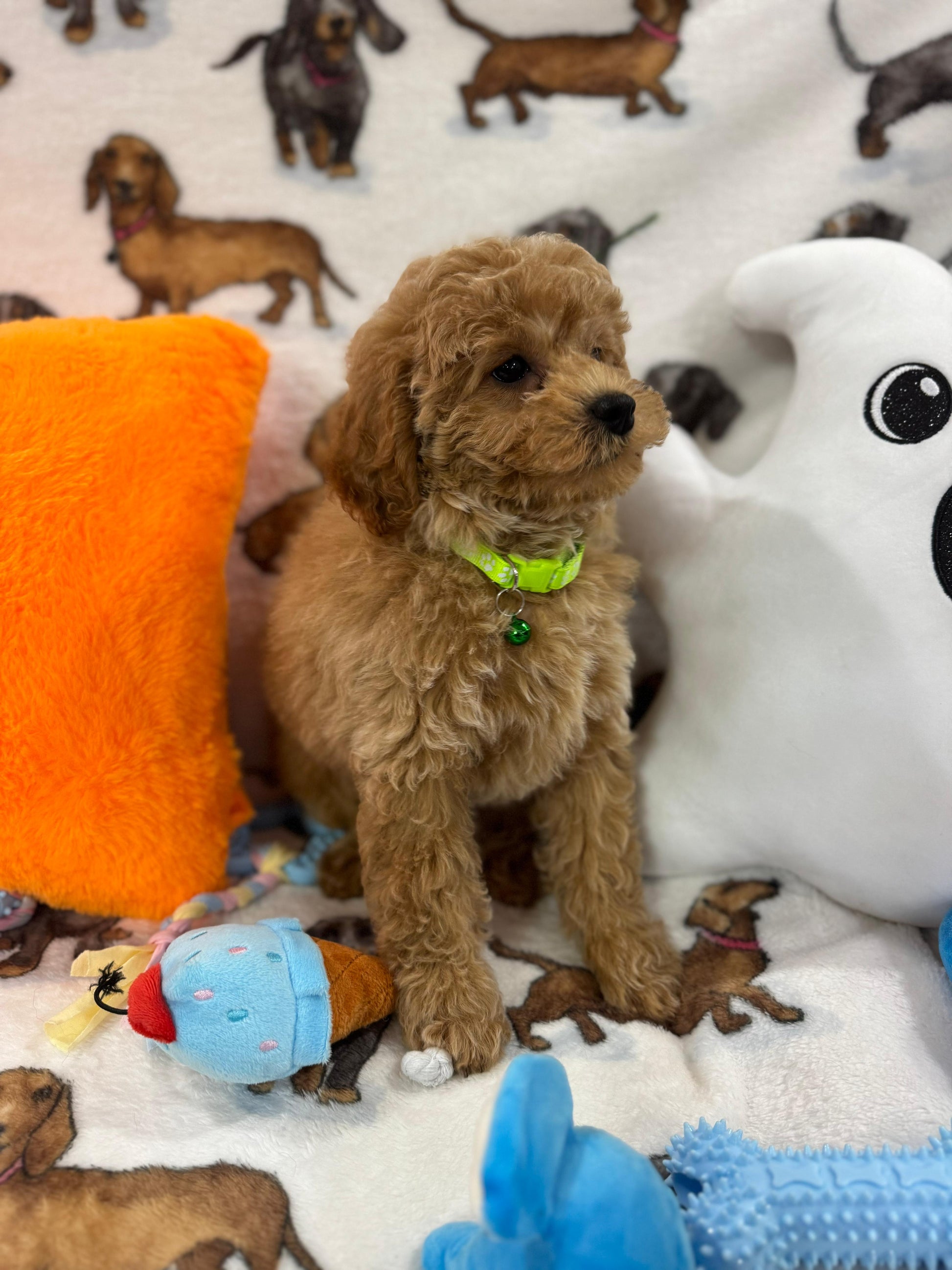 BERNIE (Miniature Poodle)