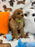 BERNIE (Miniature Poodle)