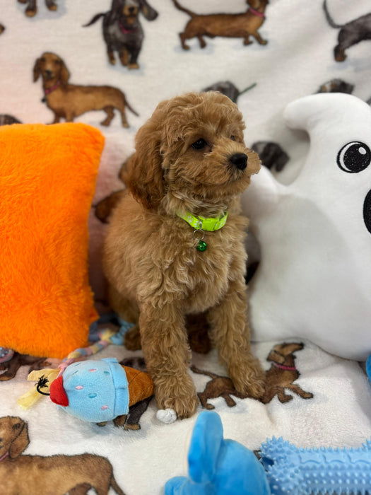 BERNIE (Miniature Poodle)