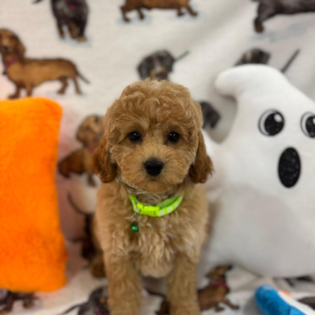 BERNIE (Miniature Poodle)