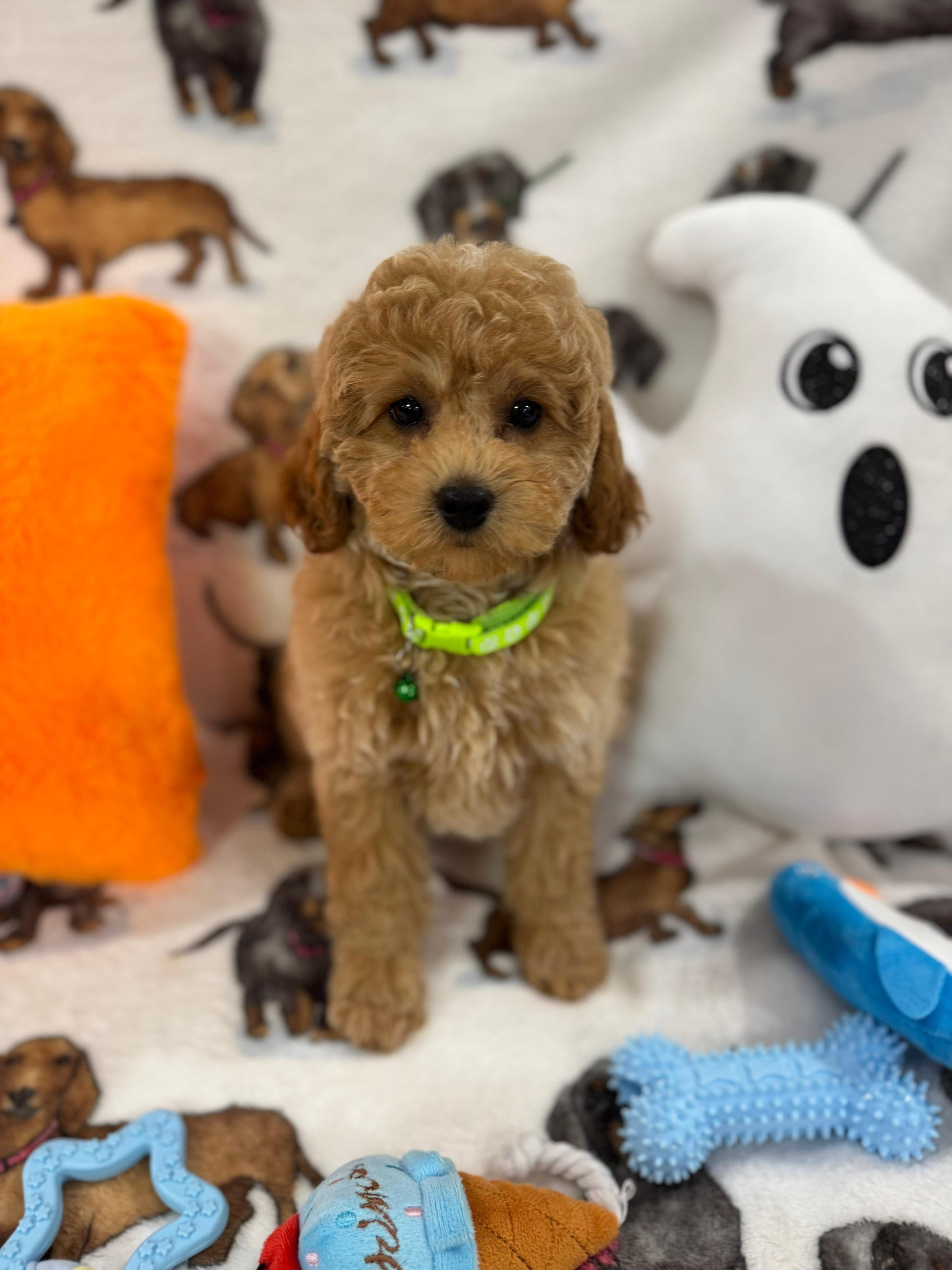 BERNIE (Miniature Poodle)