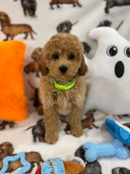 BERNIE (Miniature Poodle)