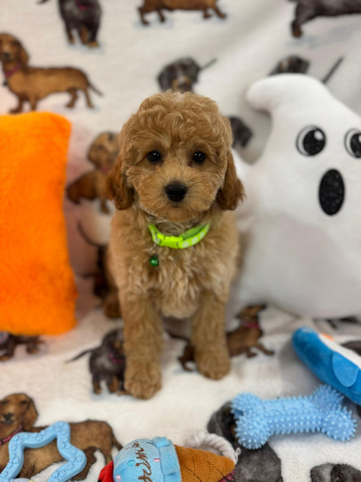 BERNIE (Miniature Poodle)