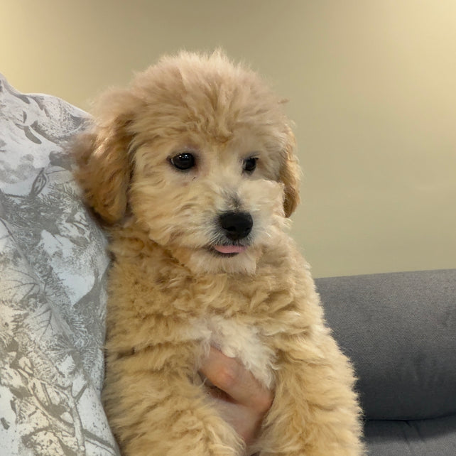 MYKE (Bichon-Poodle)