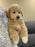 MYKE (Bichon-Poodle)