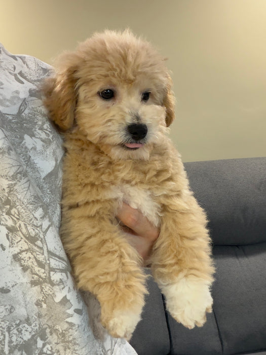 MYKE (Bichon-Poodle)