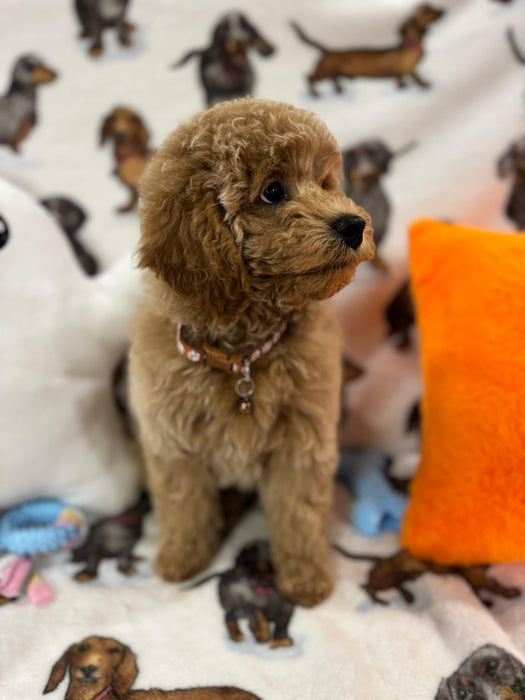 BLAKE (Miniature Poodle)