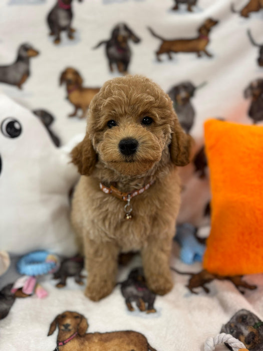 BLAKE (Miniature Poodle)