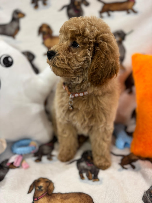 BLAKE (Miniature Poodle)