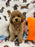 BLAKE (Miniature Poodle)