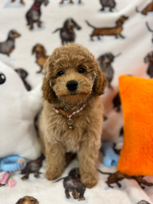 BLAKE (Miniature Poodle)